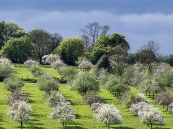 DOMAINE ANTOINE MAROIS