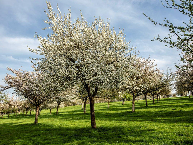 DOMAINE DU MANOIR DE MONTREUIL